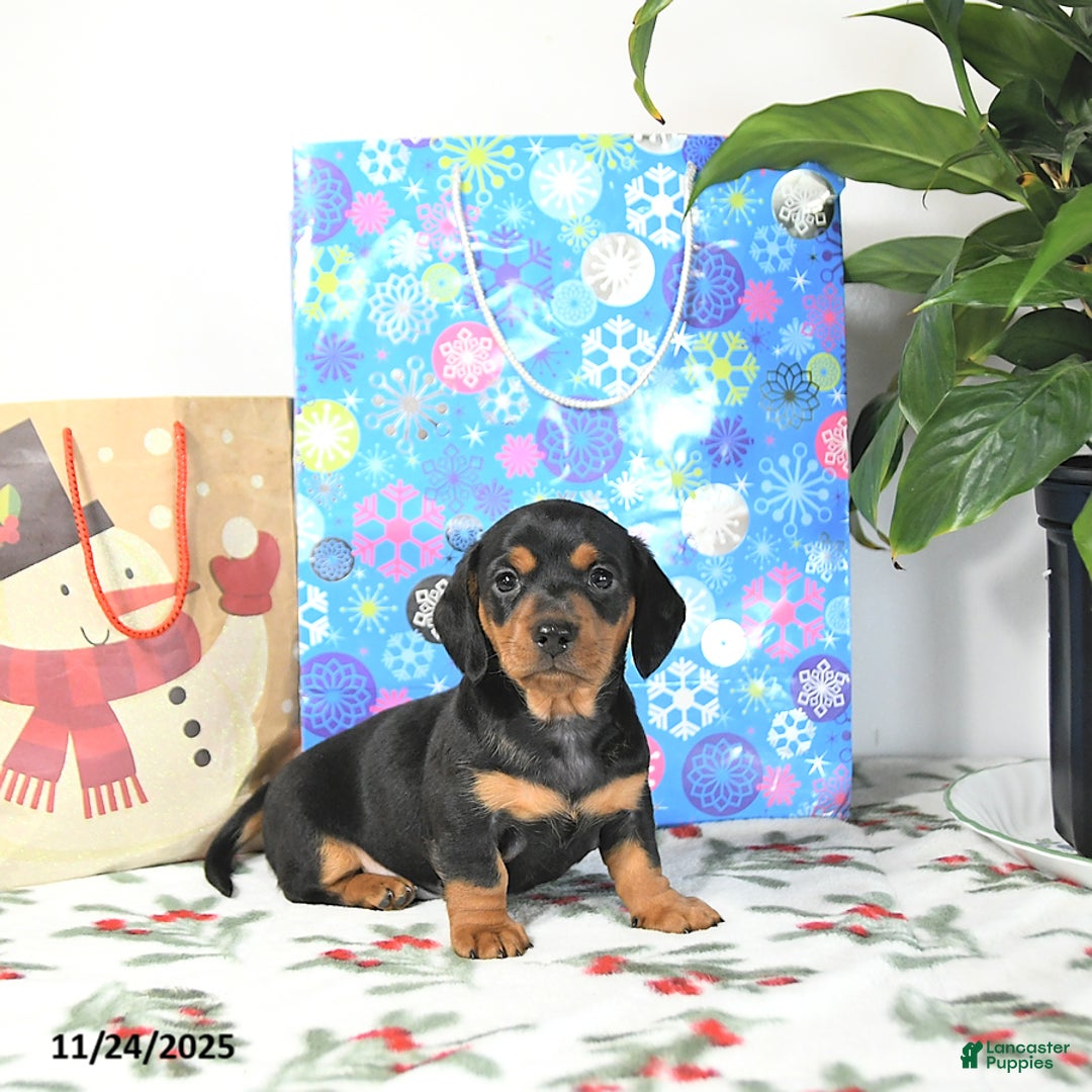 Miniature Dachshund dogs for sale: Lucky - Ad 1