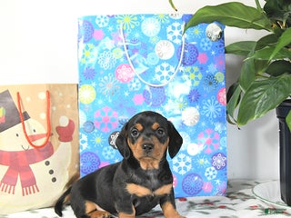 Miniature Dachshund dogs Lucky - Ad 36