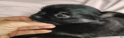 Pomchi dogs for sale: Bebe - Ad 6