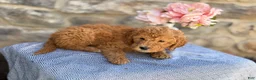 Goldendoodle dogs for sale: Mochi - Ad 10