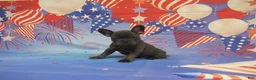 French Bulldog dogs for sale: AKC Bluebell - Ad 6