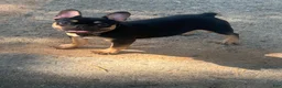 French Bulldog dogs for sale: French Bulldog 1 - Ad 3