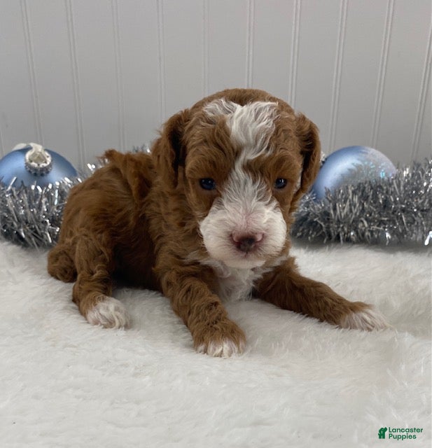 Toy Poodle dogs Rusty - Ad 22