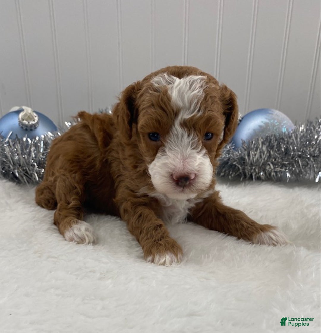 Toy Poodle dogs for sale: Rusty - Ad 1