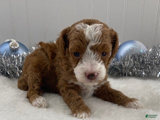 Toy Poodle dogs Rusty - Ad 20