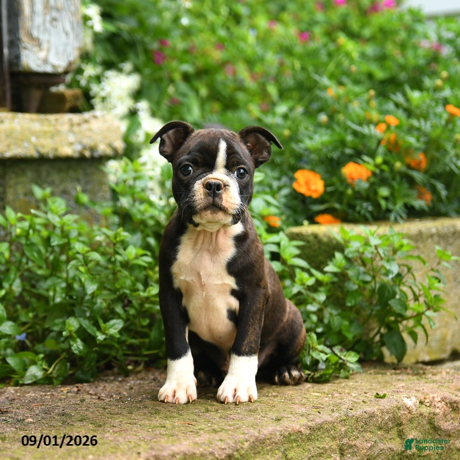 Boston Terrier dogs Mike - Ad 1