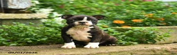 Boston Terrier dogs for sale: Mike - Ad 1
