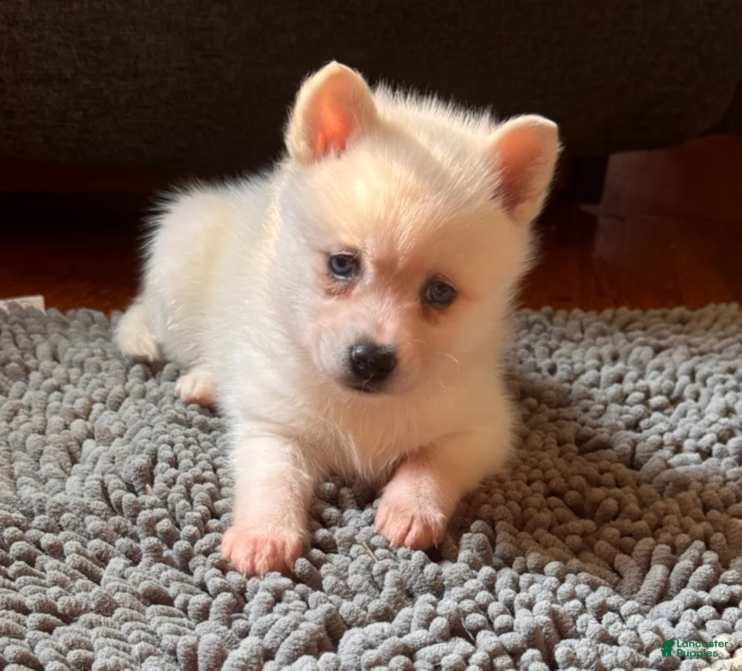 Alaskan Klee Kai dogs for sale: Kassy/emotion support  - Ad 2