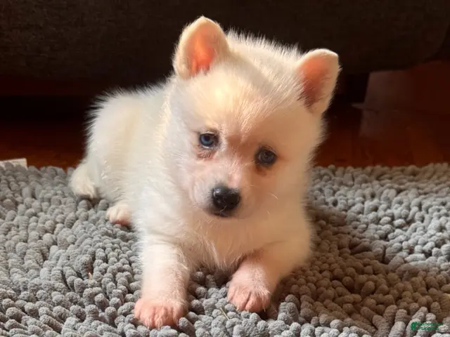 Alaskan Klee Kai dogs for sale: Kassy/emotion support - Ad 2