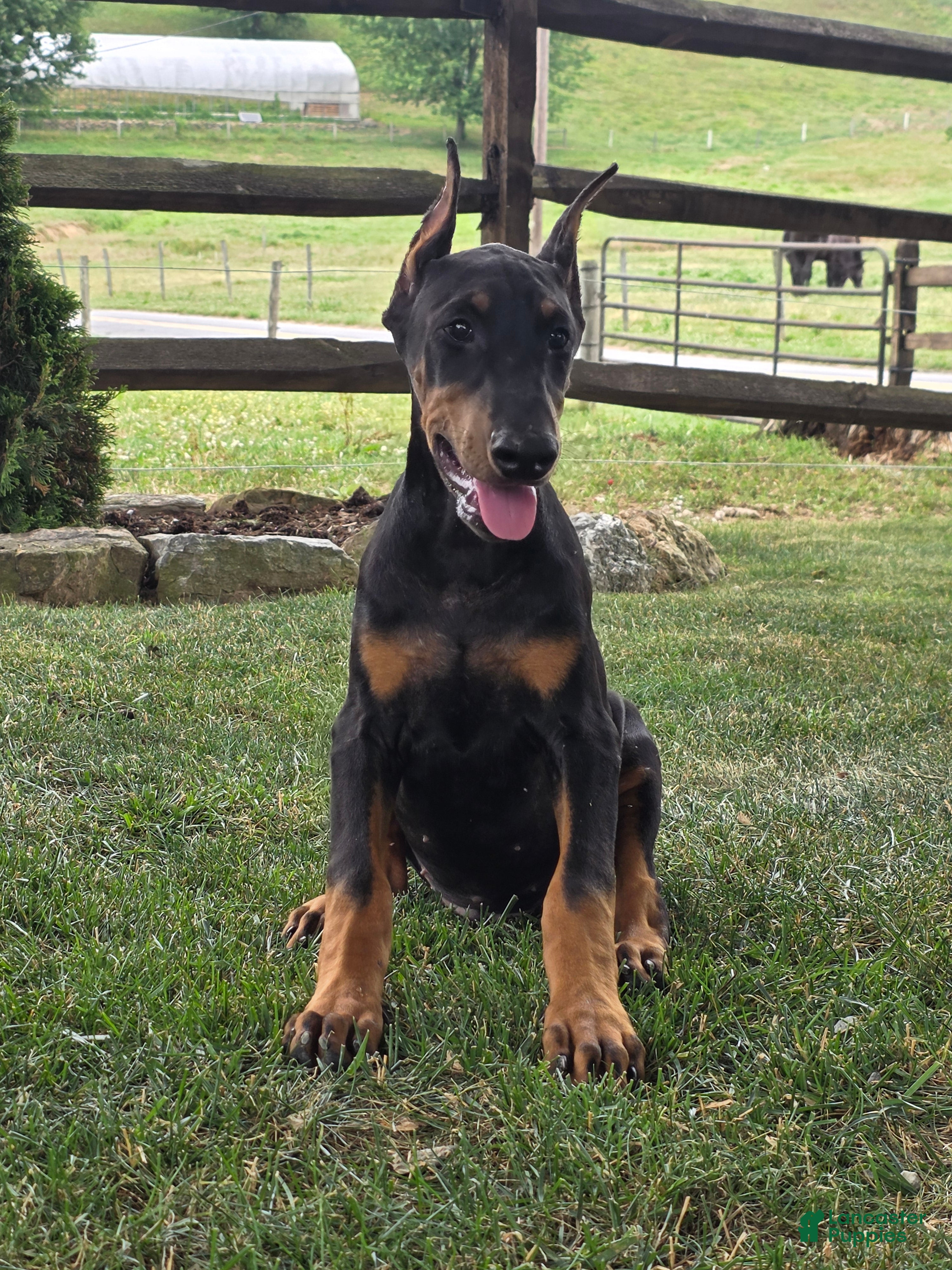 Doberman Pinscher dogs Joseph - Ad 1