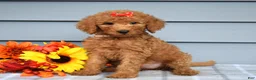 Goldendoodle dogs for sale: Oaklyn - Ad 4