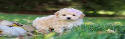 Maltipoo dogs for sale: Honey - Ad 3