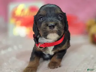 Cockapoo dogs Cosmo - Ad 17