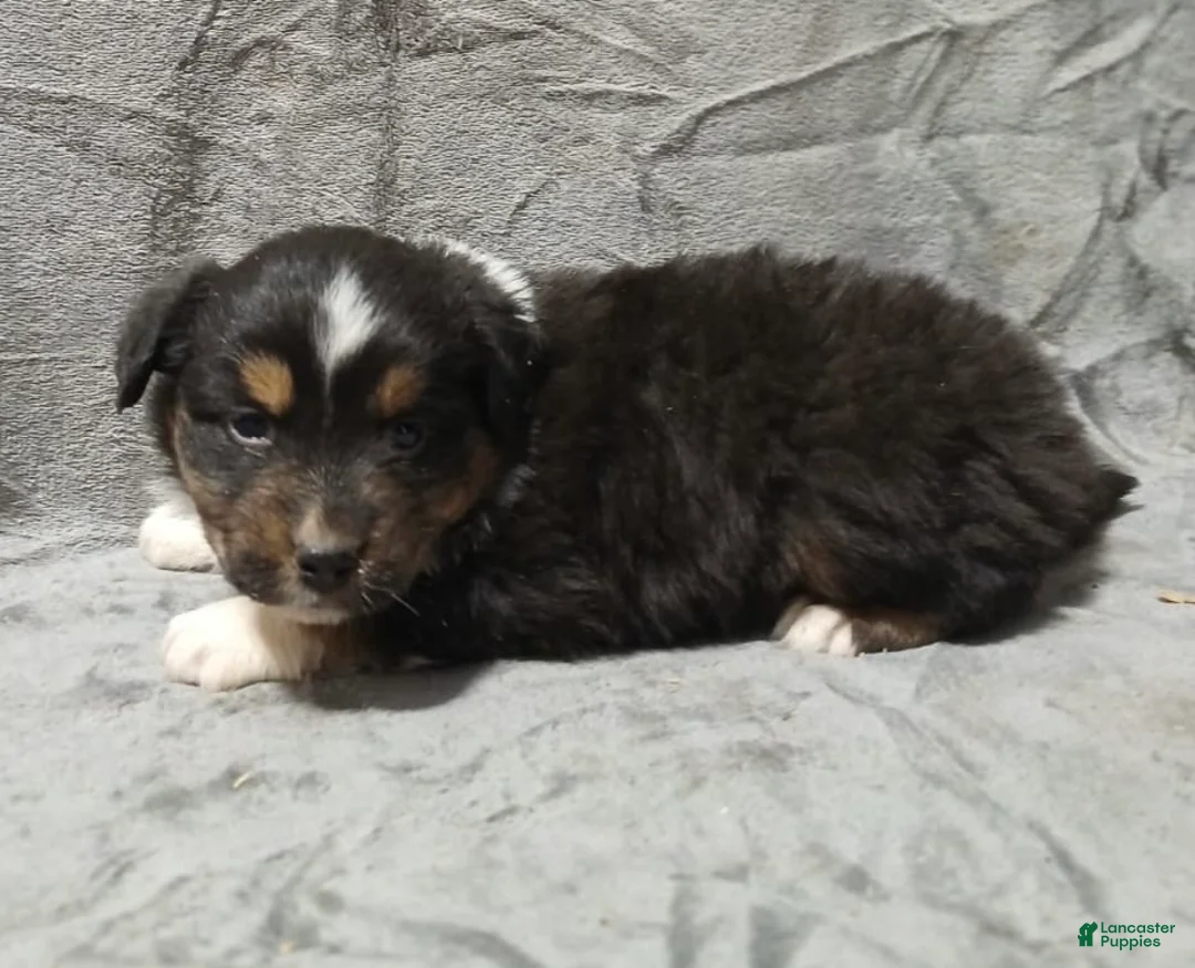 Australian Shepherd dogs for sale: Maximus - Ad 3