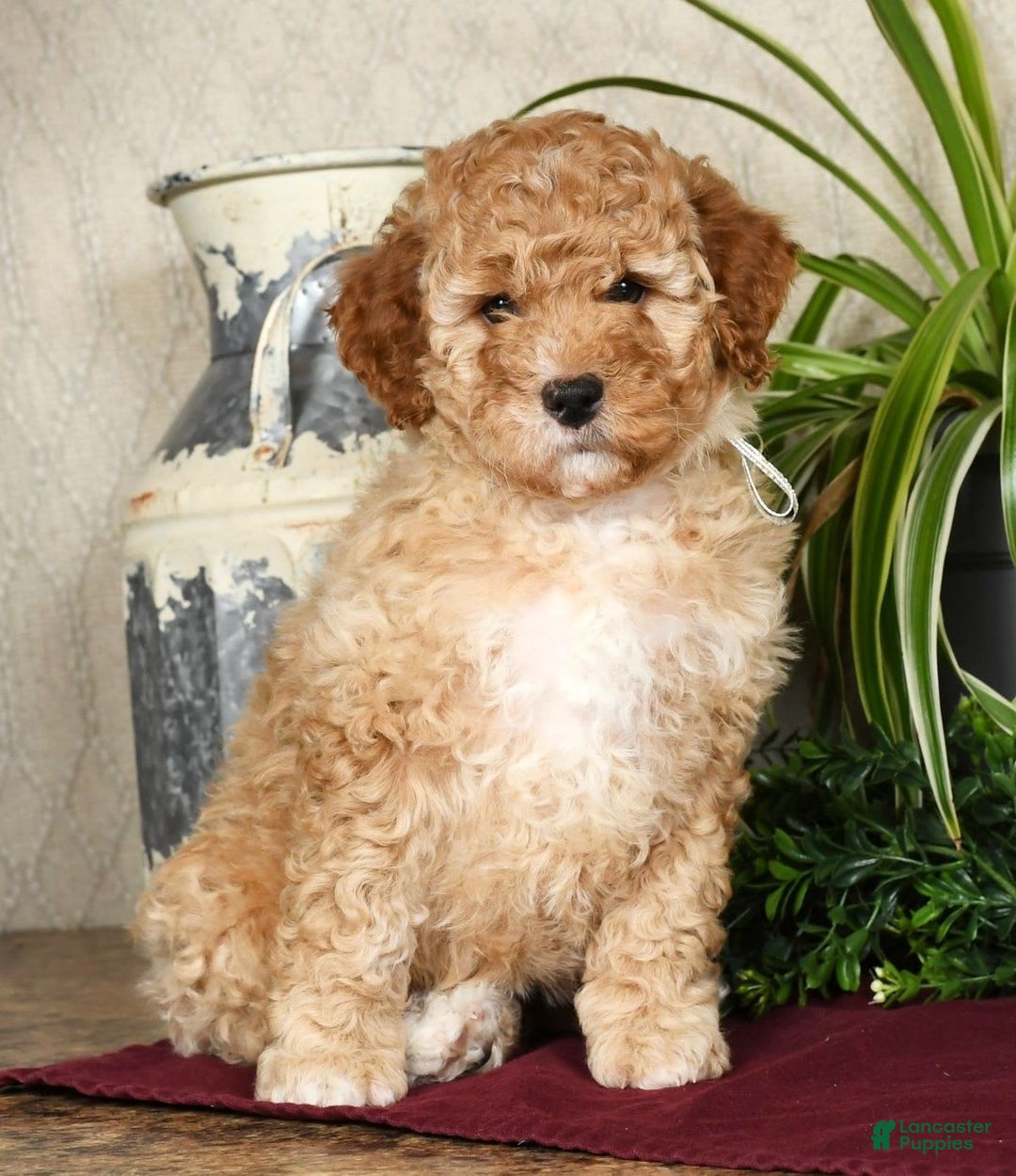 Gallery Image {{count}}