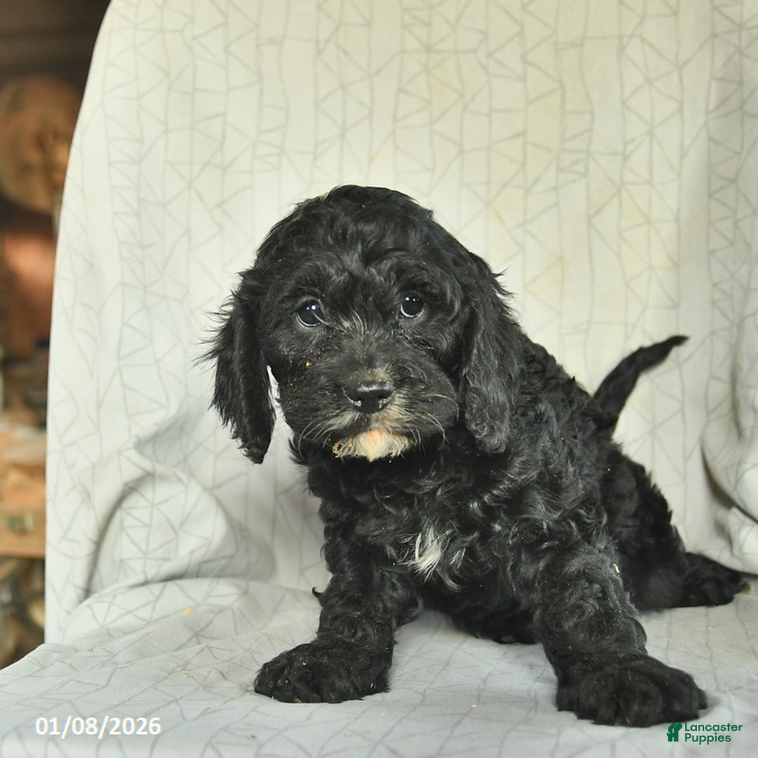 Cavapoo dogs for sale: Benson  - Ad 3