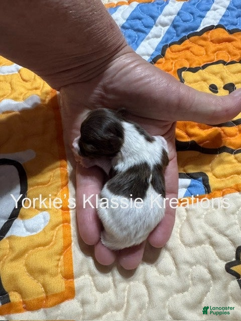 Yorkshire Terrier dogs KANE - Ad 2