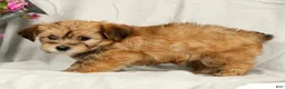 Yorkiepoo dogs for sale: Lindsey - Ad 7