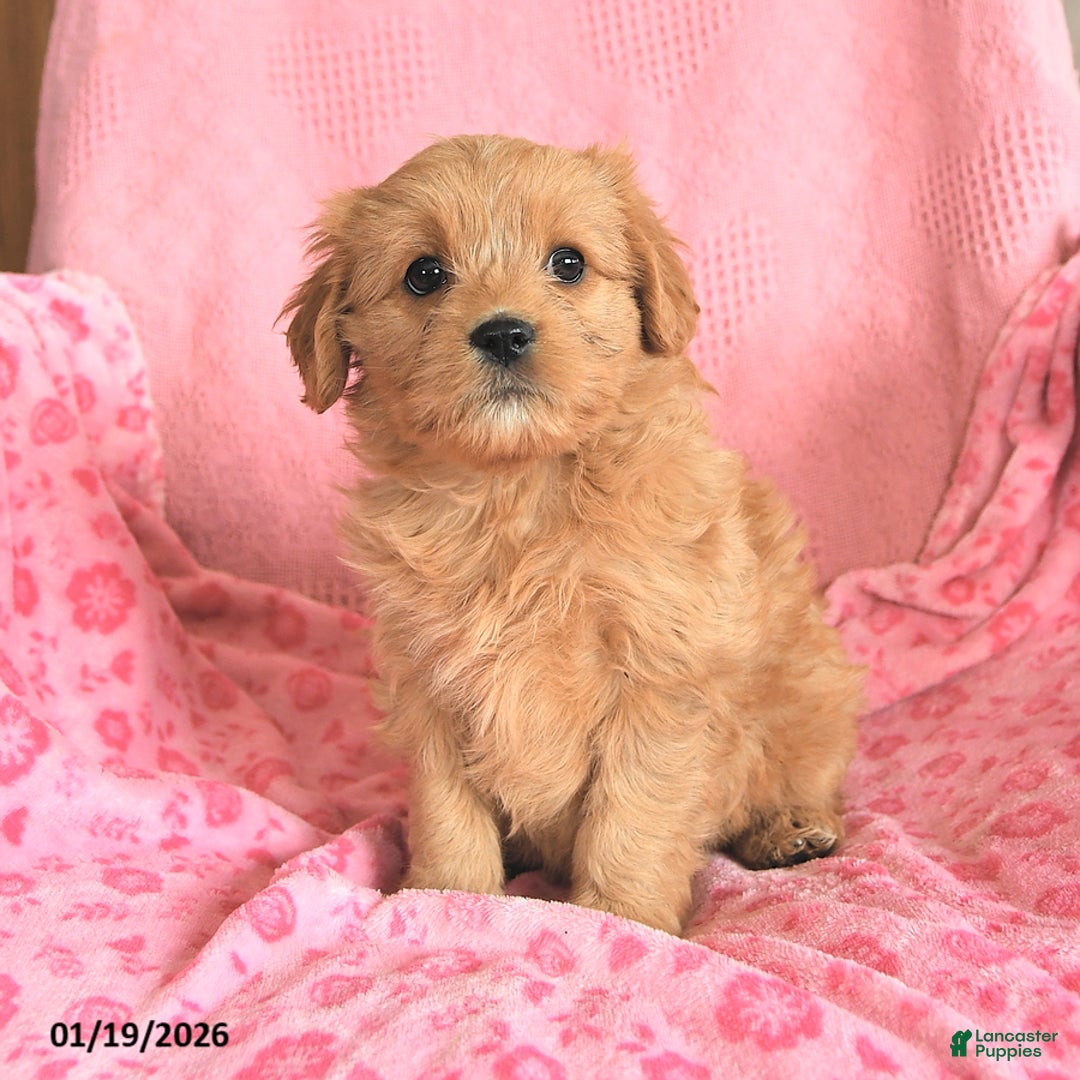 Cavapoo dogs for sale: Joyce - Ad 2