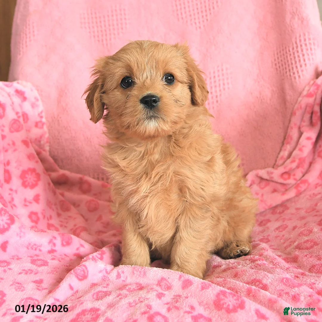 Cavapoo dogs for sale: Joyce - Ad 2