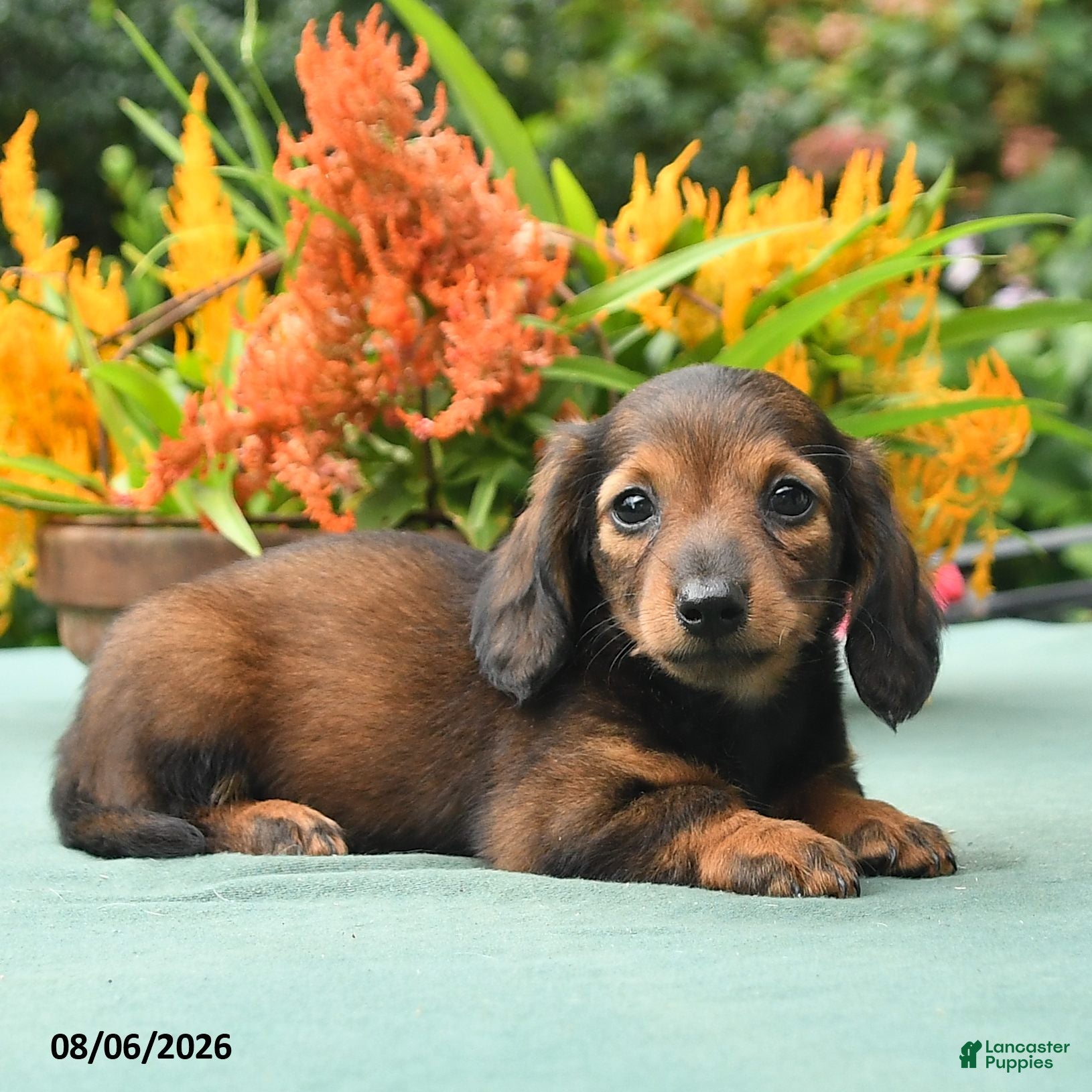 Dachshund dogs Tina - Ad 2