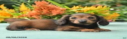 Dachshund dogs for sale: Tina - Ad 2