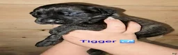 English Mastiff dogs for sale: Tigger - Ad 4