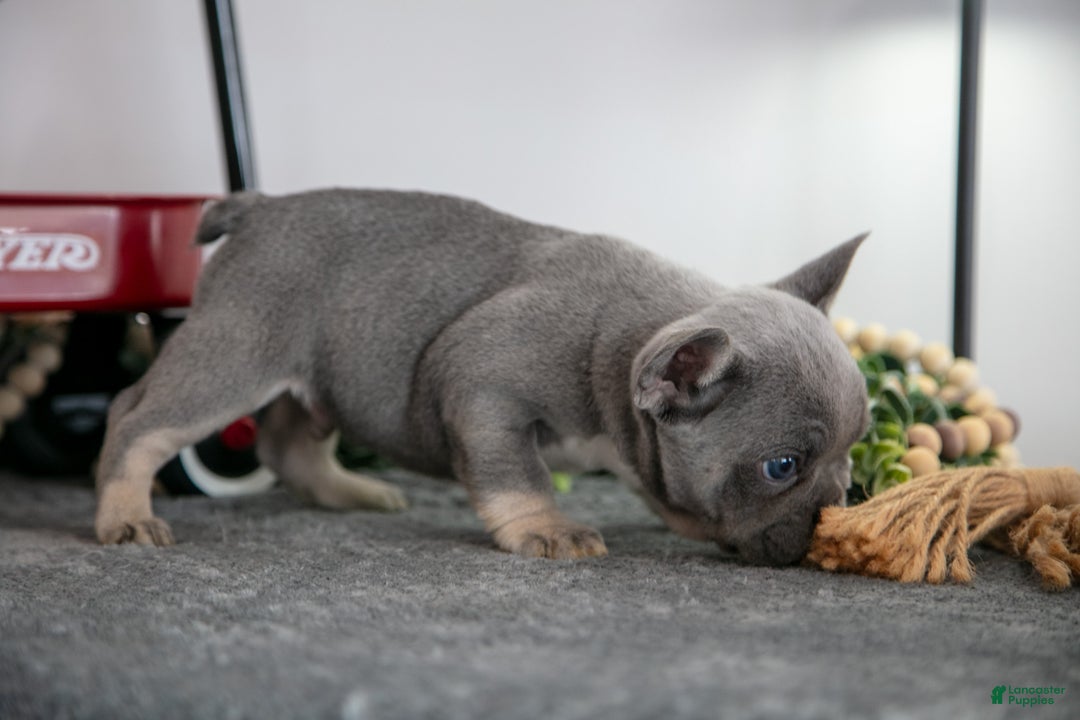 French Bulldog dogs for sale: Drew - Ad 3