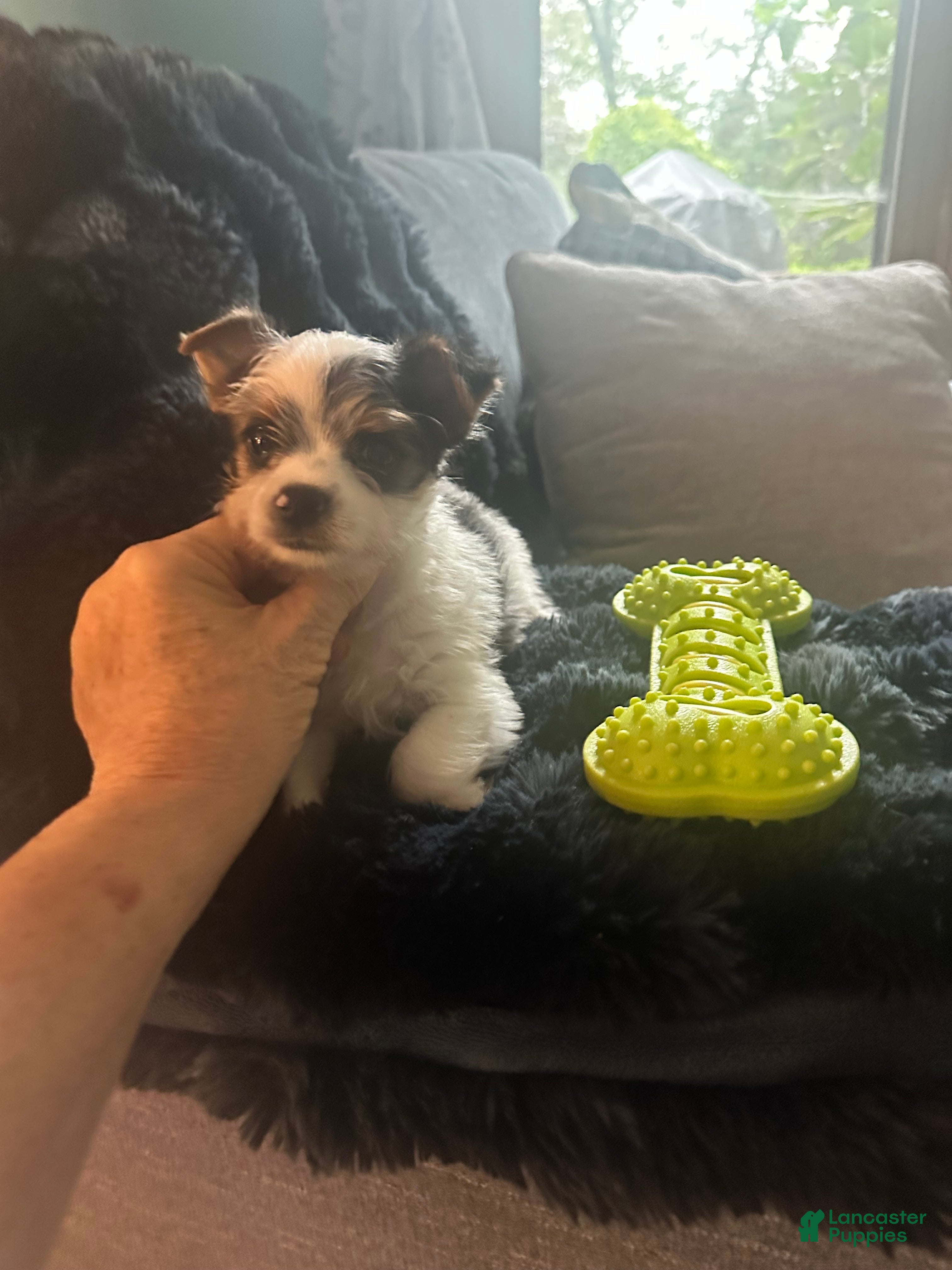 Yorkshire Terrier dogs AKC Peppy - Ad 2