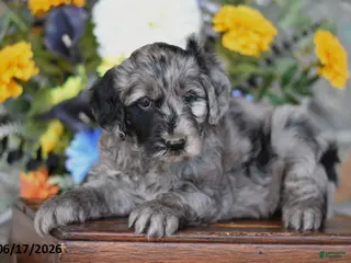 Mini Goldendoodle dogs for sale: Wade - Ad 2