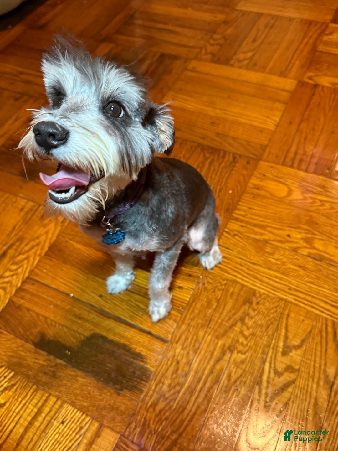 Miniature Schnauzer dogs for sale: BELLA - Ad 4