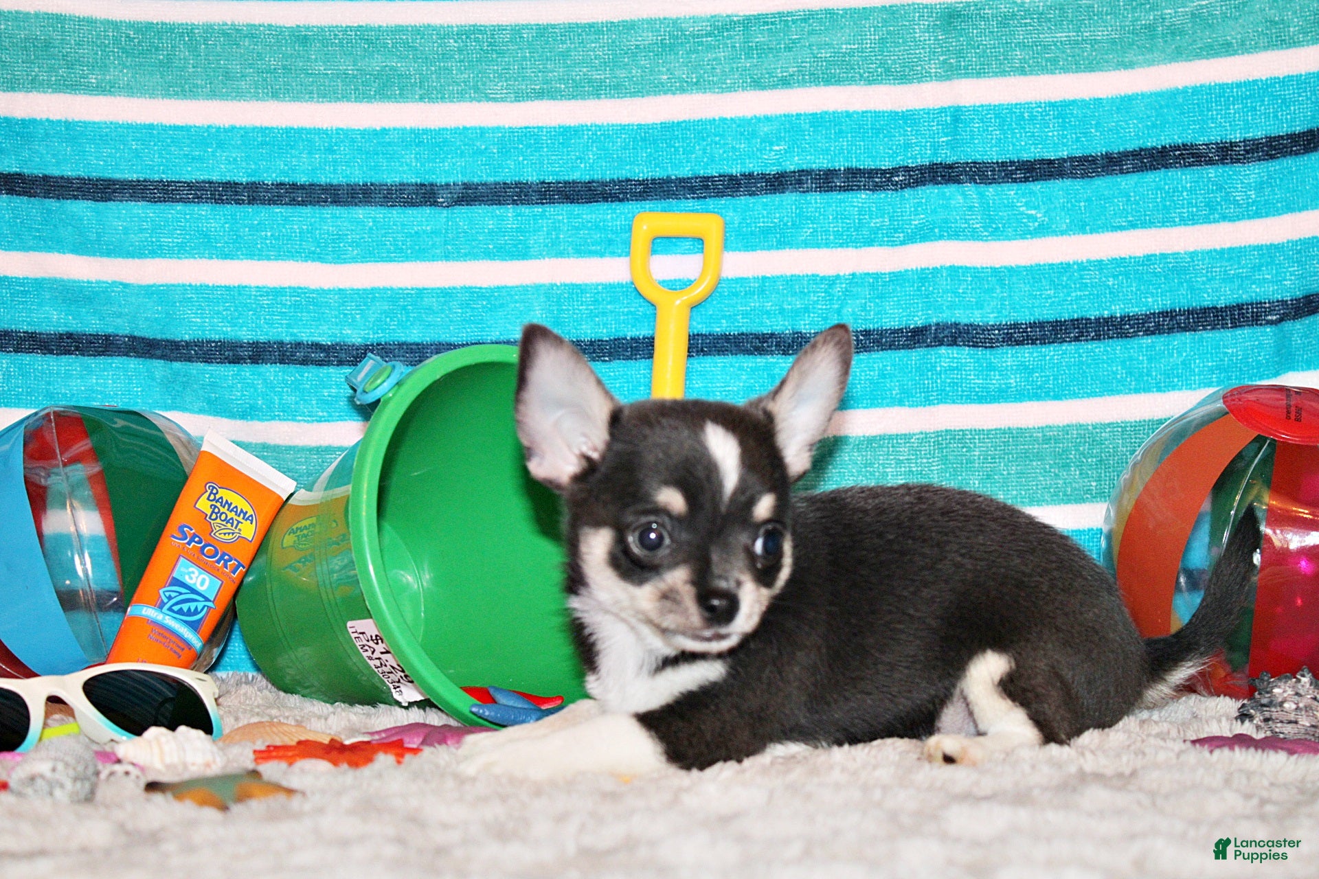 Chihuahua dogs Oscar - Ad 2