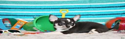 Chihuahua dogs for sale: Oscar - Ad 2