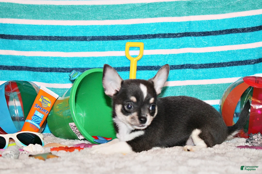 Chihuahua dogs for sale: Oscar - Ad 2