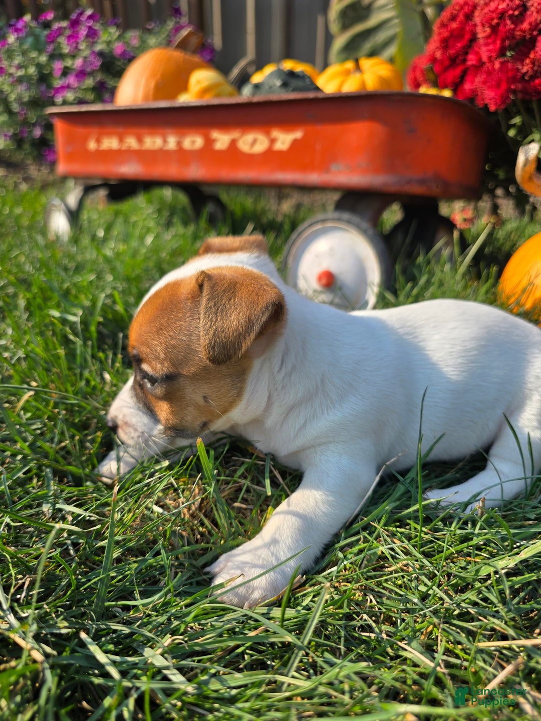 Jack Russell Terrier dogs for sale: Sugar - Ad 4
