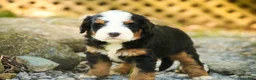 Mini Bernedoodle dogs for sale: Mooney Mini Bernedoodle  - Ad 5