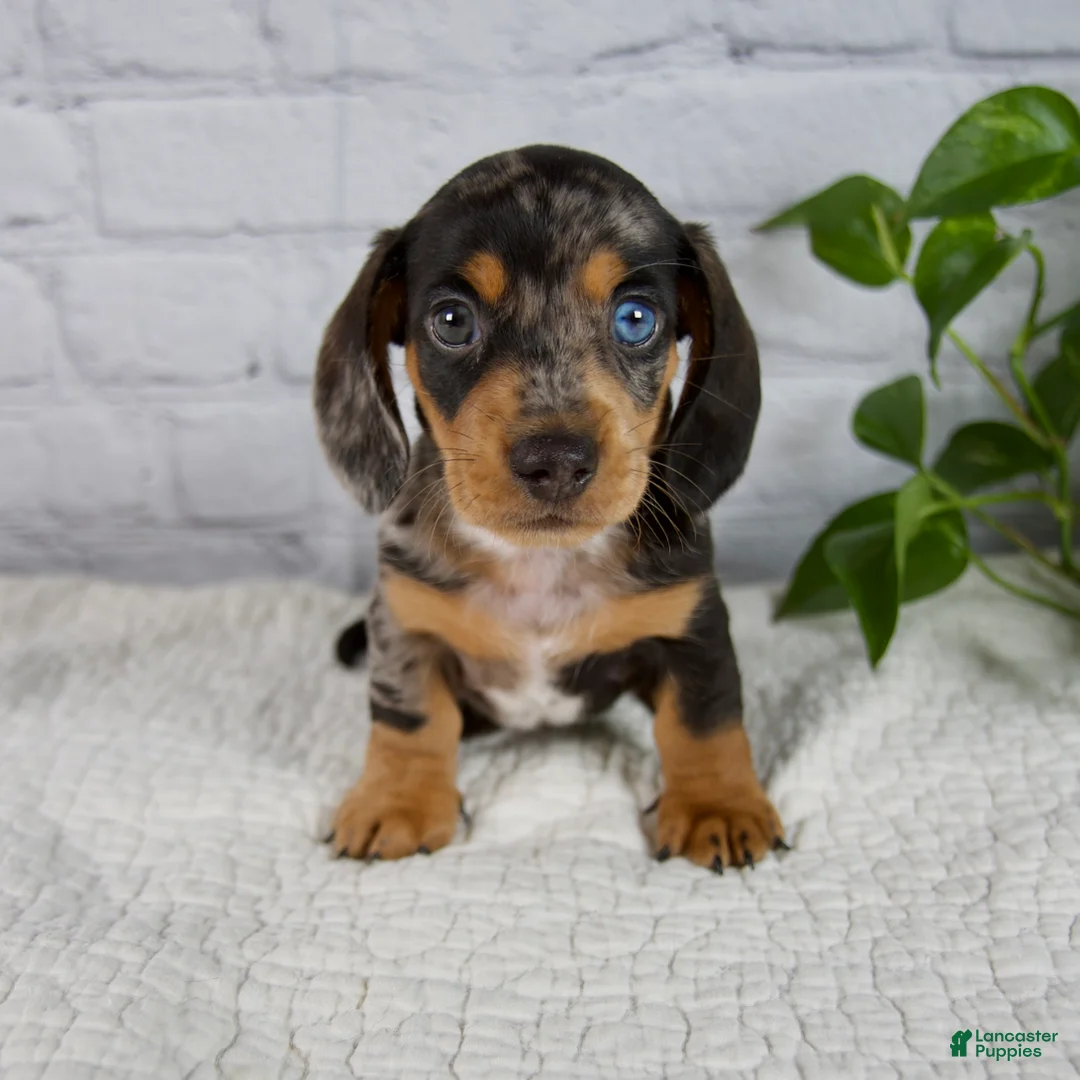 Miniature Dachshund dogs for sale: Hunter - Ad 1