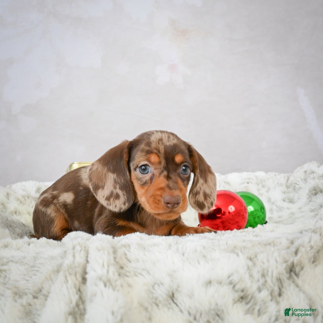 Miniature Dachshund dogs for sale: Mateo - Ad 8
