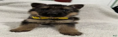 German Shepherd Puppy 1