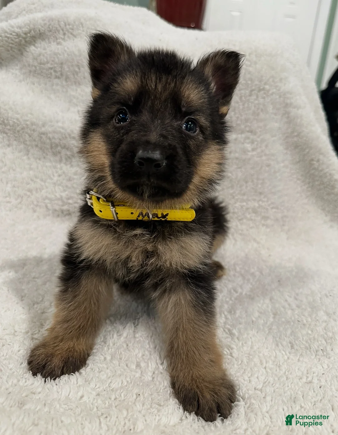 German Shepherd dogs for sale: German Shepherd Puppy 1 - Ad 1