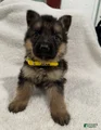 German Shepherd Puppy 1