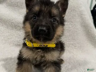 German Shepherd dogs German Shepherd Puppy 1 - Ad 31