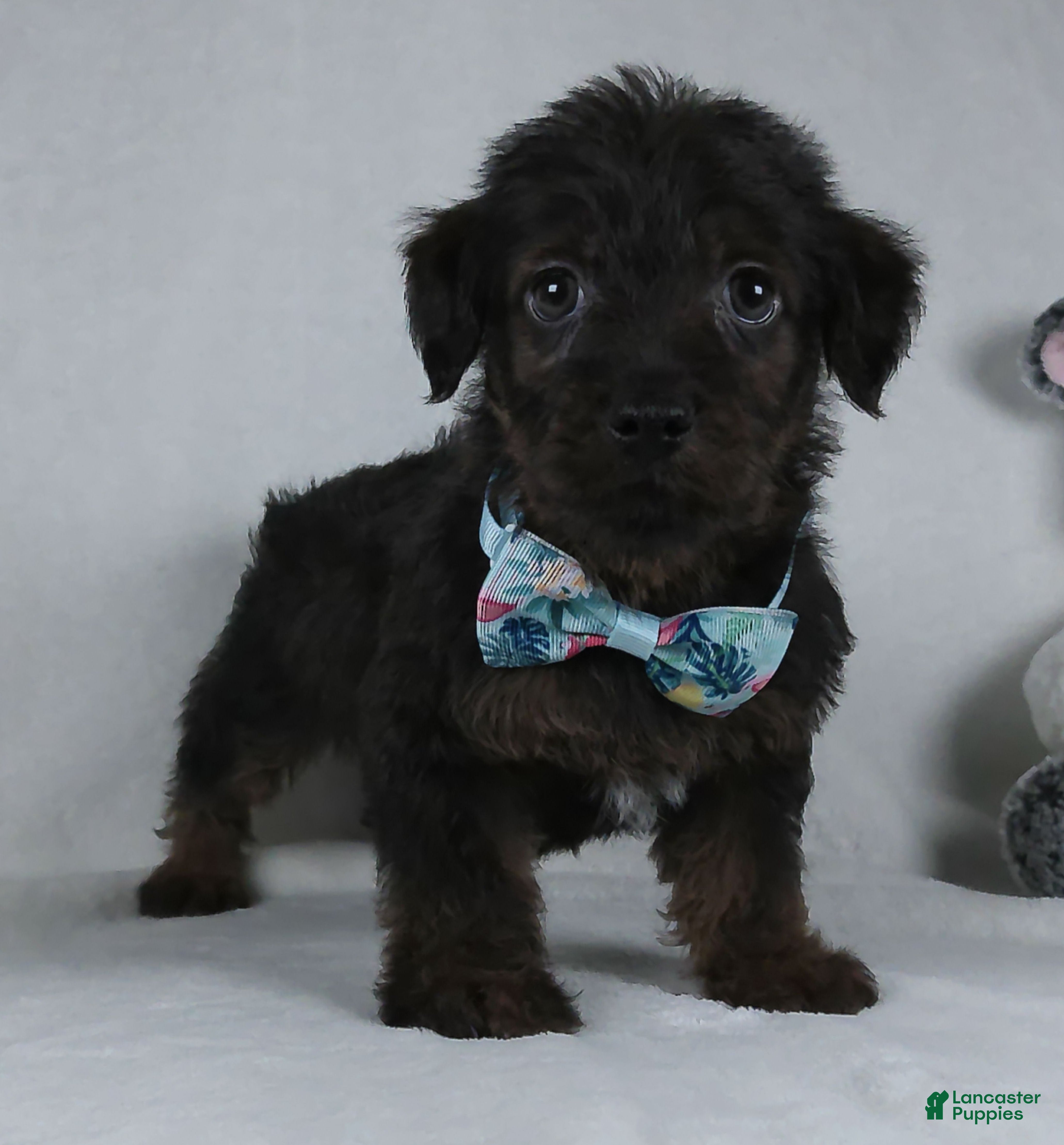 Yorkiepoo dogs Silas - Ad 2