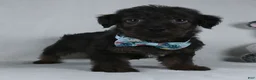 Yorkiepoo dogs for sale: Silas - Ad 2