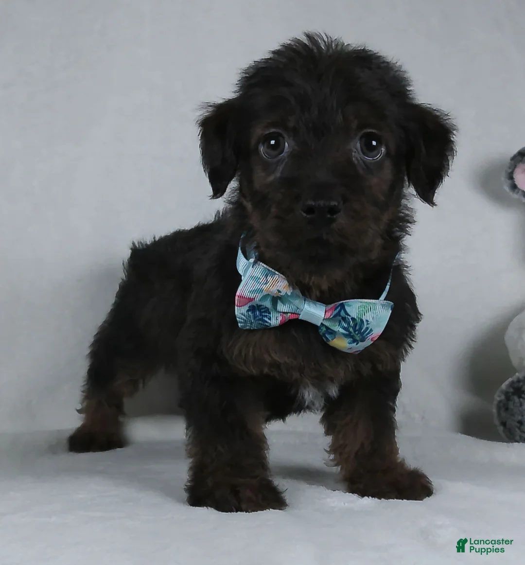 Yorkiepoo dogs for sale: Silas - Ad 2