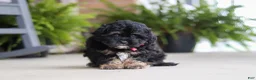 Shihpoo dogs for sale: Biscuit  - Ad 3