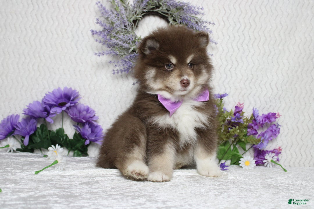 Pomsky dogs for sale: Duey  - Ad 9