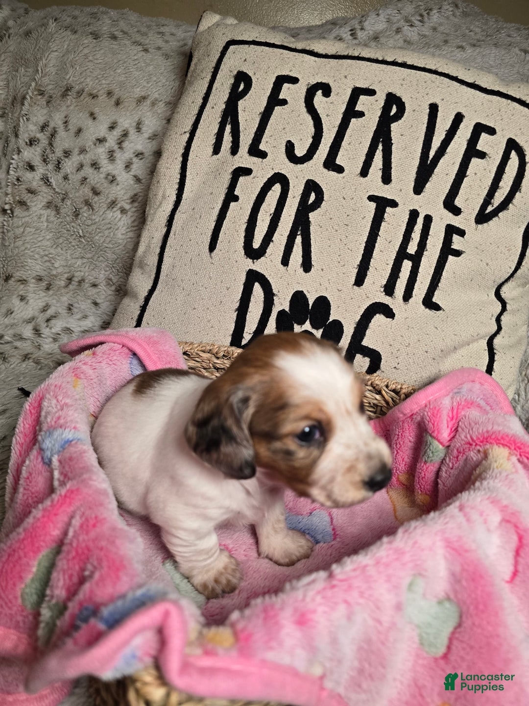 Miniature Dachshund dogs for sale: FeeFee - Ad 1