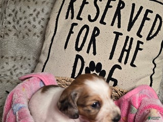 Miniature Dachshund dogs FeeFee - Ad 18