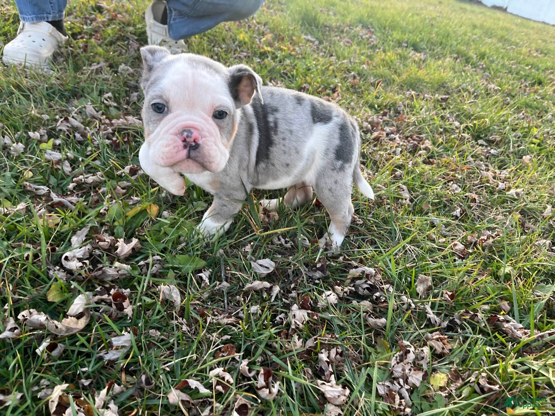 Olde English Bulldogge dogs for sale: Mr. Pibb! - Ad 2